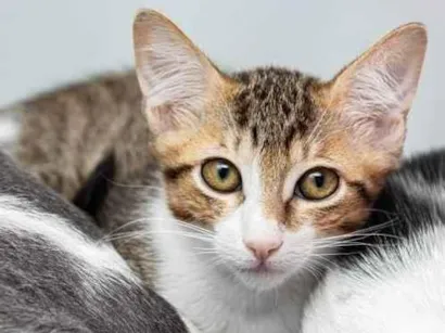 Gato raça SRD-ViraLata idade 2 a 6 meses nome Lucas