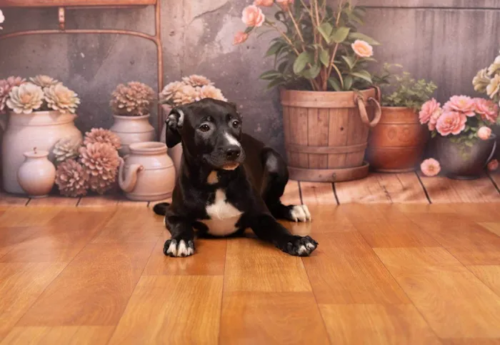 Cachorro ra a SRD-ViraLata idade 2 a 6 meses nome Lexie 