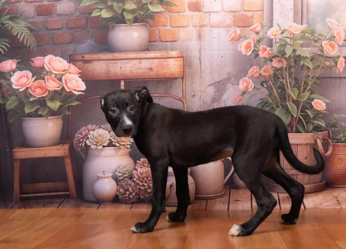 Cachorro ra a SRD-ViraLata idade 2 a 6 meses nome Lexie 