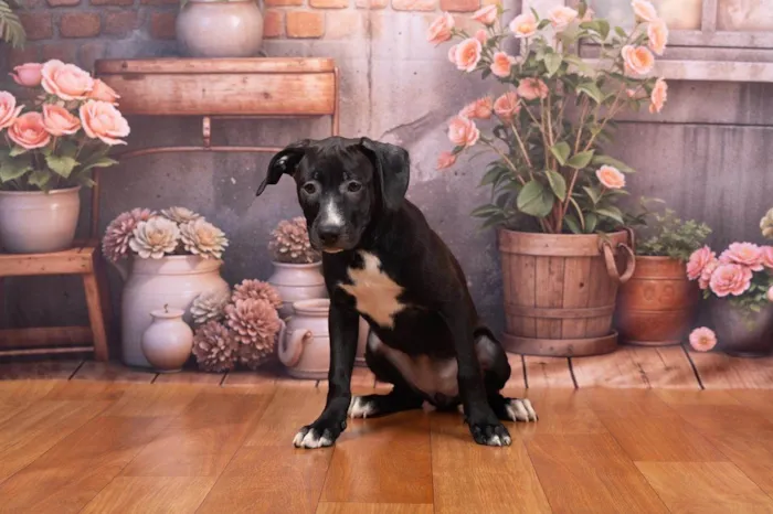 Cachorro ra a SRD-ViraLata idade 2 a 6 meses nome Lexie 