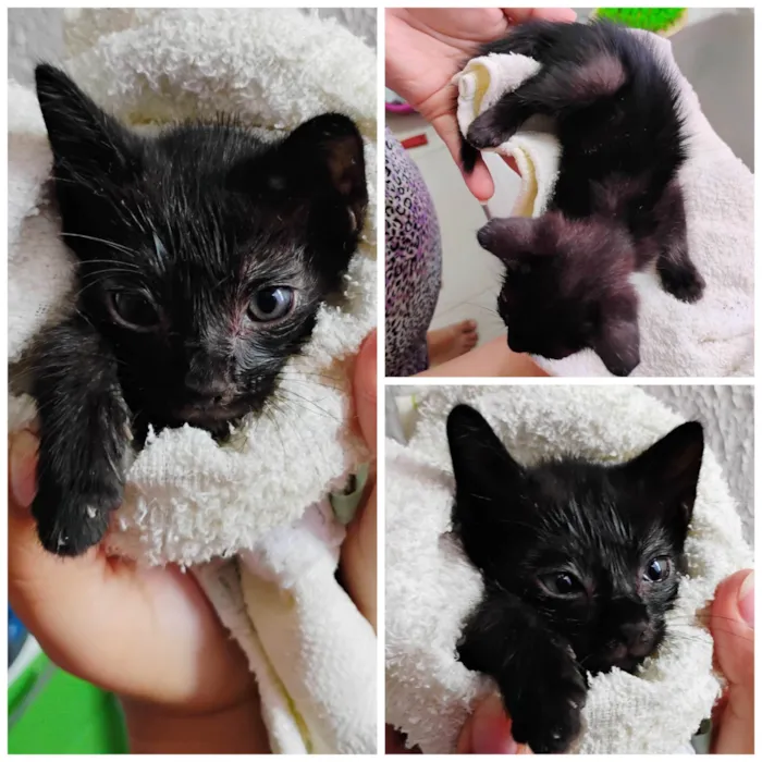 Gato ra a SRD-ViraLata idade Abaixo de 2 meses nome Pitoco 