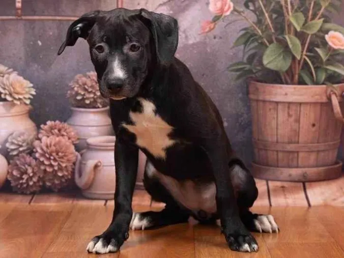 Cachorro ra a SRD-ViraLata idade 2 a 6 meses nome Lexie 