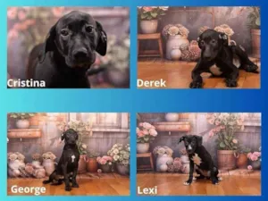 Cachorro raça SRD-ViraLata idade 2 a 6 meses nome Filhotes 