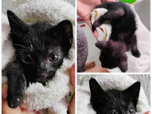 Gato raça SRD-ViraLata idade Abaixo de 2 meses nome Pitoco 