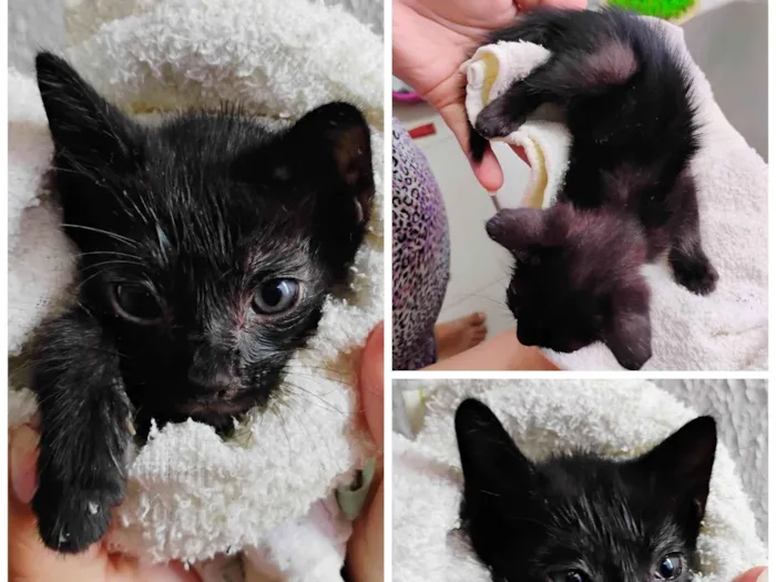 Gato ra a SRD-ViraLata idade Abaixo de 2 meses nome Pitoco 