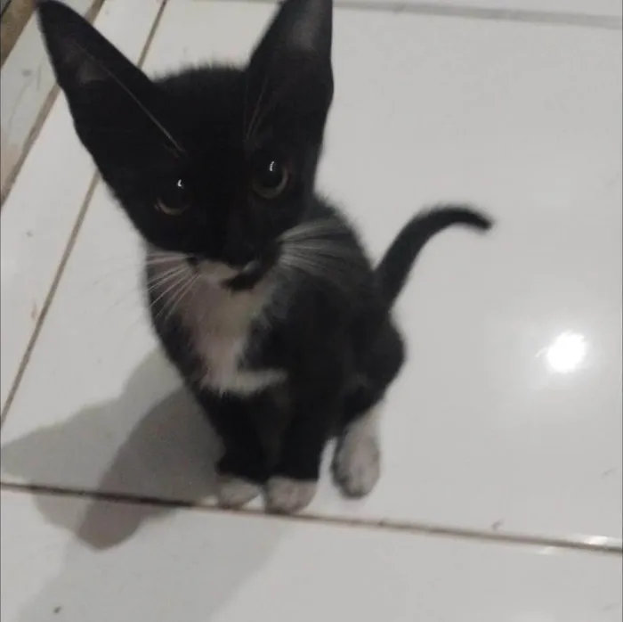 Gato ra a SRD-ViraLata idade 2 a 6 meses nome Tepes