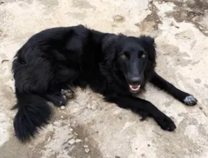 Cachorro raça SRD-ViraLata idade 7 a 11 meses nome Hadassa