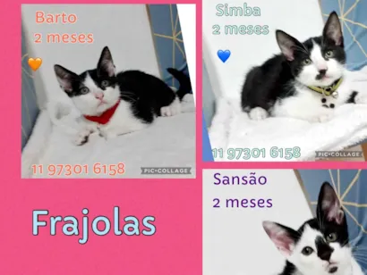 Gato raça SRD-ViraLata idade 2 a 6 meses nome Frajolas bebês 