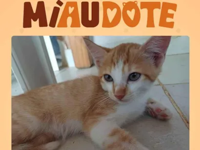 Gato raça SRD-ViraLata idade 2 a 6 meses nome Laranjinha