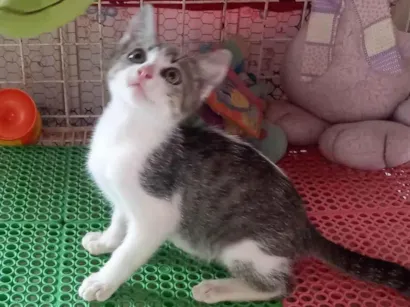 Gato raça SRD-ViraLata idade 2 a 6 meses nome Ravi