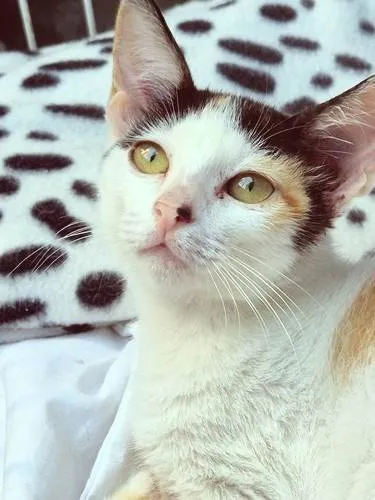 Gato raça SRD-ViraLata idade 2 a 6 meses nome CLARA TRICA