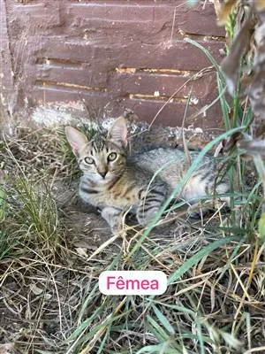 Gato raça SRD-ViraLata idade 7 a 11 meses nome Chica 