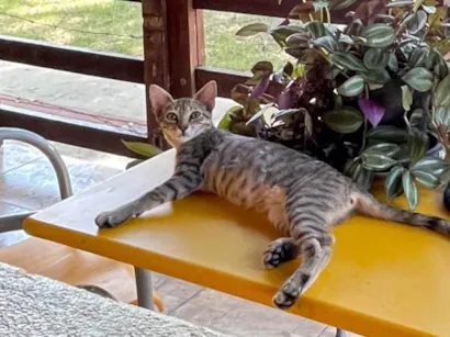 Gato raça SRD-ViraLata idade 7 a 11 meses nome Chica 