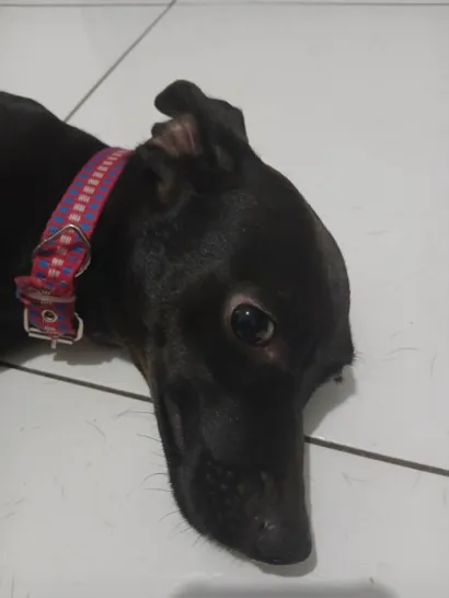 Cachorro raça SRD-ViraLata idade 1 ano nome Pretinha