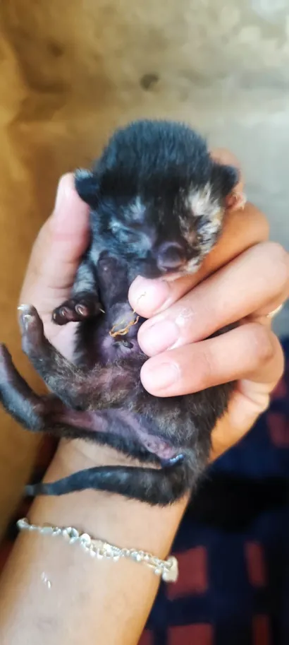 Gato raça SRD-ViraLata idade Abaixo de 2 meses nome Sem nome 