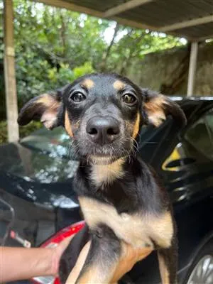 Cachorro raça SRD-ViraLata idade 2 a 6 meses nome Bella