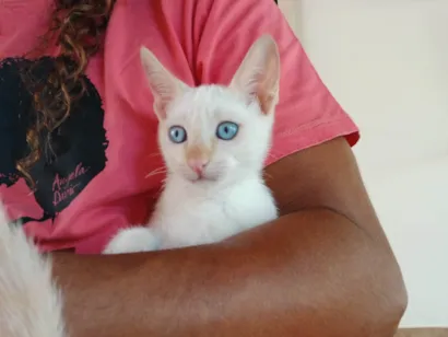 Gato raça SRD-ViraLata idade 2 a 6 meses nome Gatinho branco - 2 meses, castração e vacinas garantidas