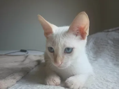 Gato raça SRD-ViraLata idade 2 a 6 meses nome Gatinho branco - 2 meses, castração e vacinas garantidas