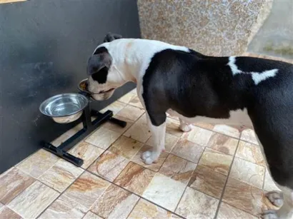 Cachorro raça Pit-Bull idade 7 a 11 meses nome Kiara
