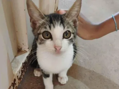 Gato raça SRD-ViraLata idade 2 a 6 meses nome Sem nome 