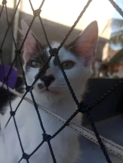 Gato raça SRD-ViraLata idade 2 a 6 meses nome Dindin
