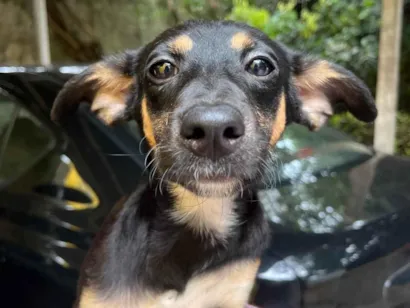 Cachorro raça SRD-ViraLata idade 2 a 6 meses nome Bella
