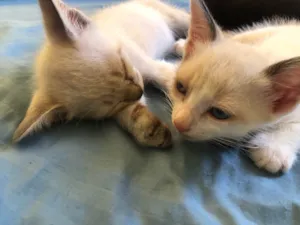 Gato raça SRD-ViraLata idade Abaixo de 2 meses nome Irmãozinhos 