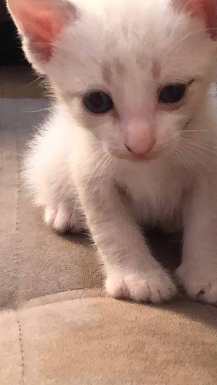 Gato ra a SRD-ViraLata idade Abaixo de 2 meses nome Irmãozinhos 