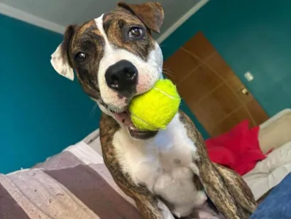 Cachorro raça Pit-Bull idade 3 anos nome Sarabe