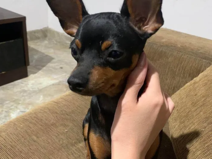Cachorro ra a Pinscher idade 7 a 11 meses nome Cabrita