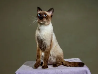 Gato raça SRD-ViraLata idade 2 anos nome Nigel