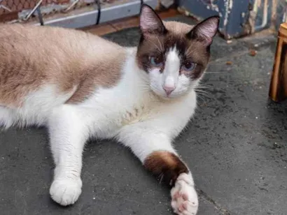 Gato raça SRD-ViraLata idade 6 ou mais anos nome Tootsie