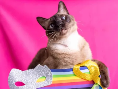 Gato raça SRD-ViraLata idade 5 anos nome Rogério