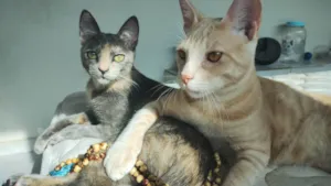 Gato raça SRD-ViraLata idade 2 a 6 meses nome Simba e Riqueza