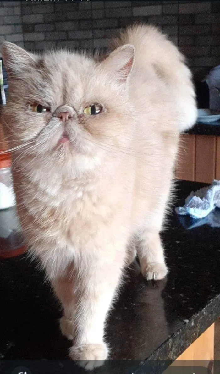 Gato ra a Exótico idade 6 ou mais anos nome Lucy