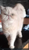 Lucy