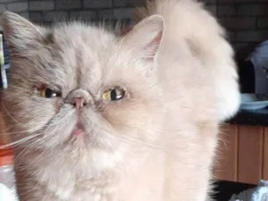 Gato raça Exótico idade 6 ou mais anos nome Lucy