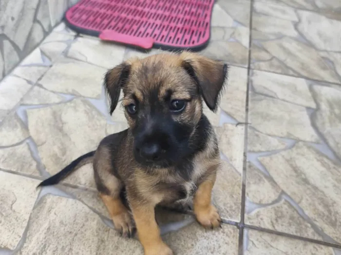 Cachorro ra a SRD-ViraLata idade Abaixo de 2 meses nome Ruby
