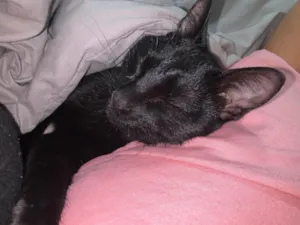 Gato raça SRD-ViraLata idade 7 a 11 meses nome Pretinha 