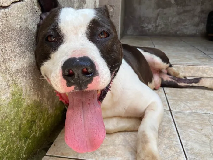 Cachorro ra a Pit-Bull idade 2 anos nome San