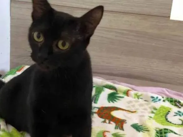 Gato ra a SRD-ViraLata idade 2 a 6 meses nome Sem nome ainda