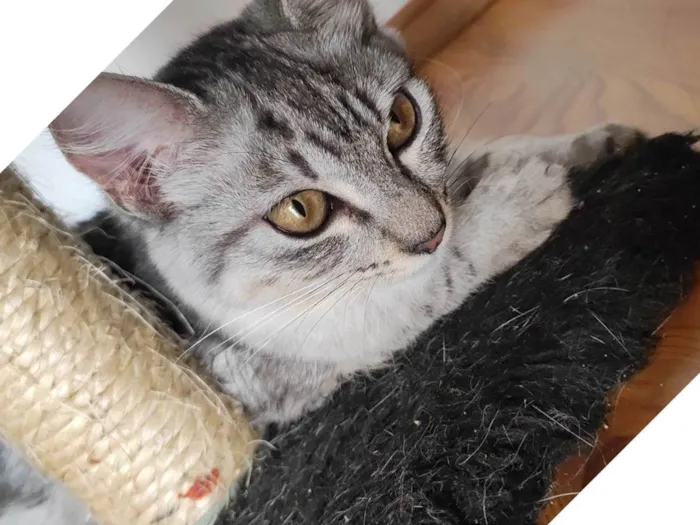 Gato ra a SRD-ViraLata idade 2 a 6 meses nome Princesa 
