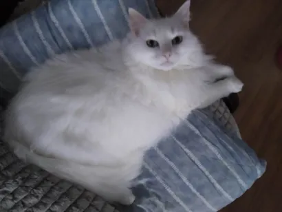 Gato raça SRD-ViraLata idade 5 anos nome Pipoca