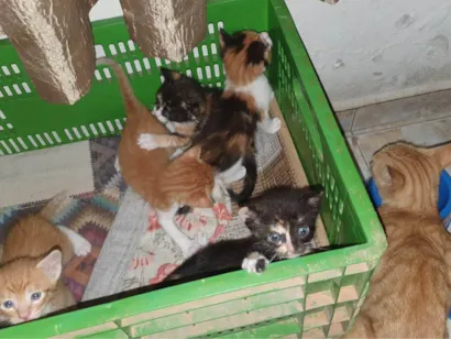 Gato raça SRD-ViraLata idade 2 a 6 meses nome 5 filhotes gatinhos + gata fêmea 
