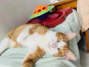 Gato raça SRD-ViraLata idade 6 ou mais anos nome Pêssego 