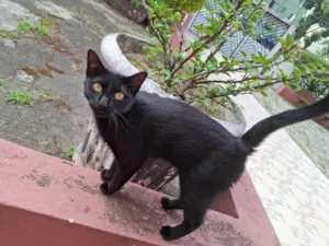 Gato raça SRD-ViraLata idade 2 a 6 meses nome Fêmea Urgente