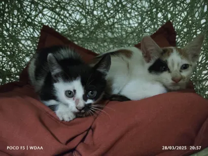 Gato raça SRD-ViraLata idade Abaixo de 2 meses nome Melissa