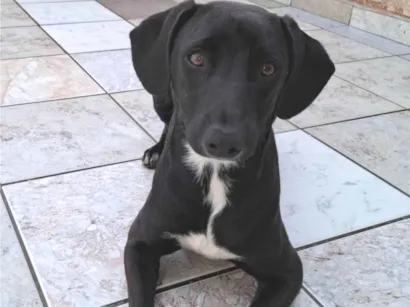 Cachorro raça SRD-ViraLata idade 7 a 11 meses nome Pequeninho