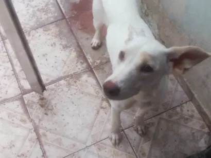 Cachorro raça SRD-ViraLata idade 1 ano nome Clara