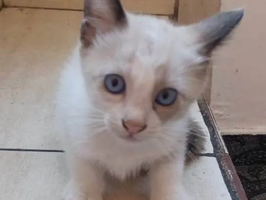 Gato ra a SRD-ViraLata idade 2 a 6 meses nome Theo
